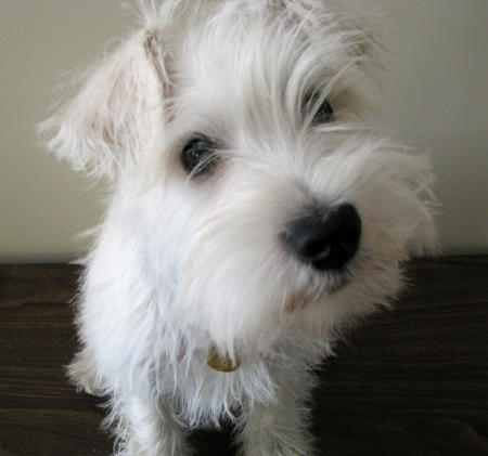 Miniature White Schnauzer Dog