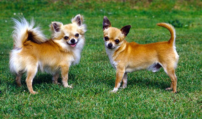 Top 10 Smallest Dog Breeds In The World 2022