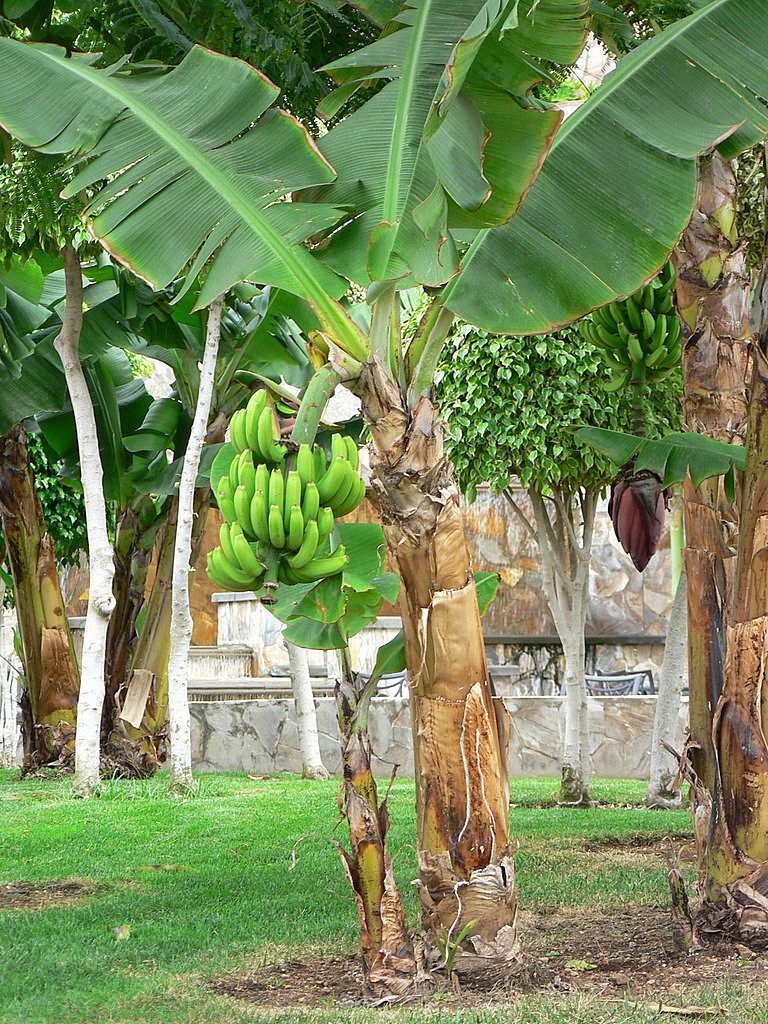 41+ Gambar Pohon Buah Pisang, Paling Dicari!