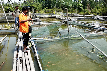 Pakan Alternatif Budidaya Ikan Nila