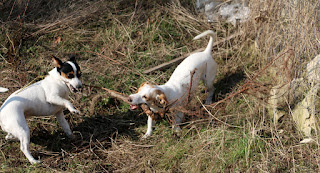 Thelma and Louise play with their sapling