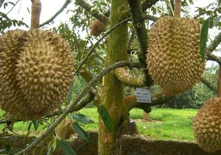 jual bibit durian di lombok