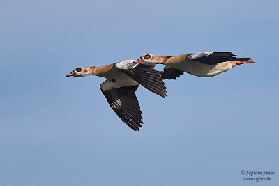 Nílusi lúd - Egyptian Goose - Nilgans - Alopochen aegyptiaca