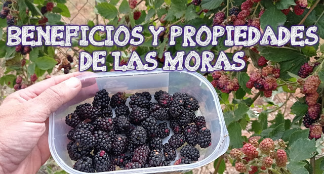 Beneficios de las moras.