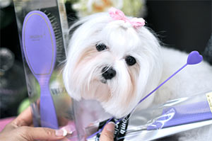 Grooming a Maltese