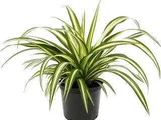 Properties of Spider Plant