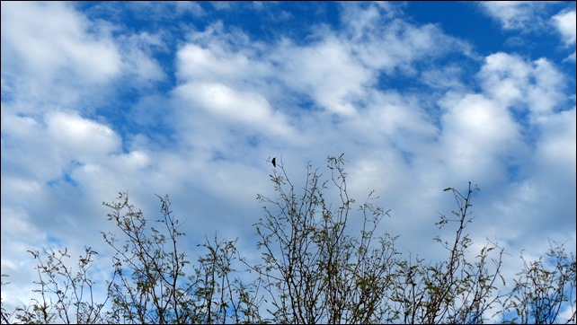 P1050905