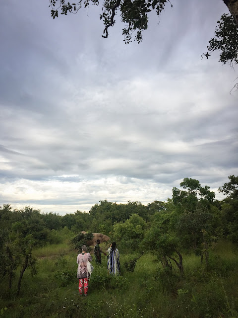 Afternoon safari drive, Mole National Park, Ghana