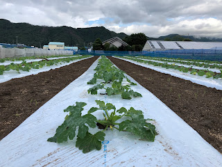 【20190628】２回目ズッキーニ