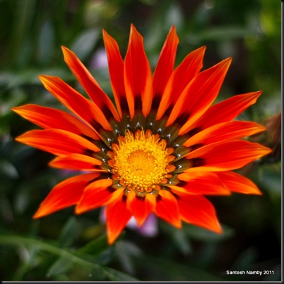 Gazania - Nehru Park - 7