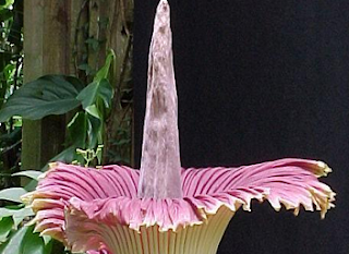 Bunga Bangkai (Amorphophallus Titanum)