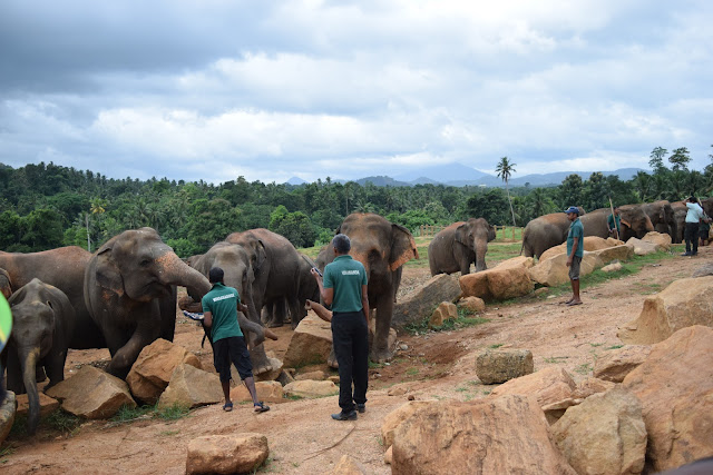 pinnawala elephant orphanage, elephant feeding