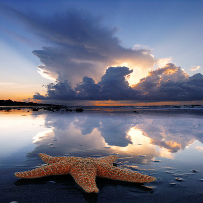 estrella de mar. Estrellas de mar.