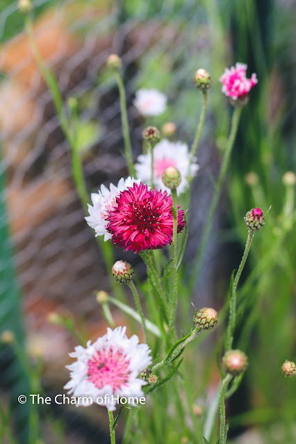 Plants for a Cottage Garden