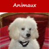 Animaux