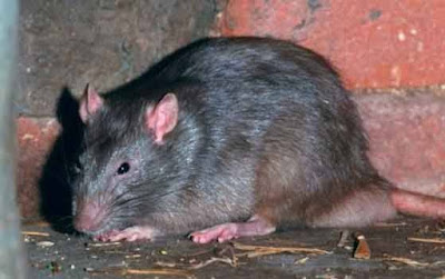 வீட்டில் எலி தொல்லையில் இருந்து விடுபட  rat problem control methods