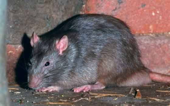  வீட்டில் எலி தொல்லையில் இருந்து விடுபட  rat problem control methods