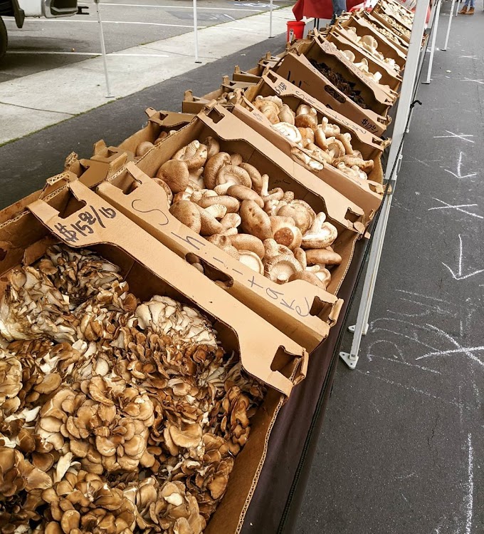 Mushroom Market | Mushroom supplier | Biobritte mushroom company