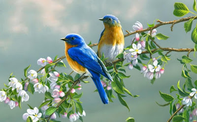 Pictures Of Pretty Birds
