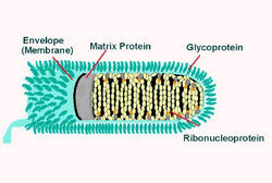 rabies virus  life cycle