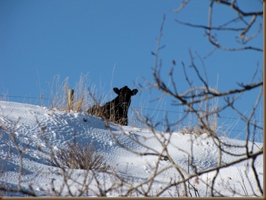 cow