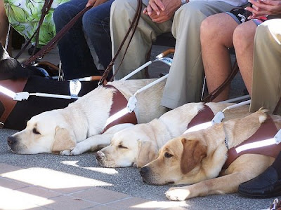 A row of Guide Dogs at a graduation ceremony.