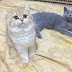 British Shorthair / Kucing British Bulu Pendek