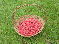 A photo of a round basket of raspberries sitting on green grass.