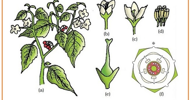  Bagian  Bagian  Bunga  Rumus Bunga  dan  Diagram Bunga  Hey 