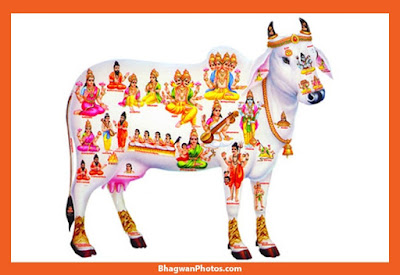 Gau Mata Pic Download