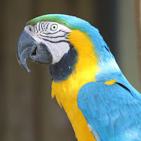 Blue Macaw Birds