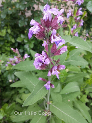 Herb Sage flowers in bloom 