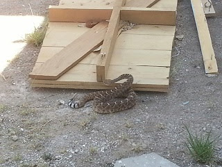 Western Diamondback Rattlesnake in Tombstone AZ