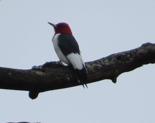 red-headed woodpecker