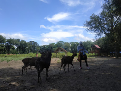 hutan lindung rusa maliran 