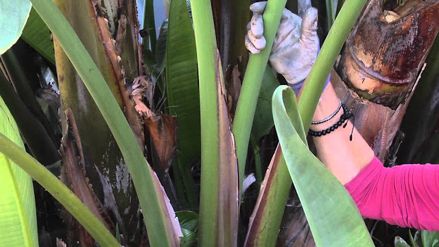 White Birds Of Paradise Plant