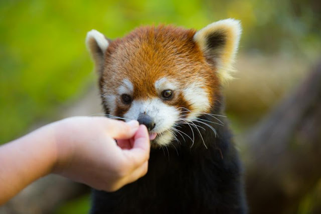 Red Panda - Panda Rojo