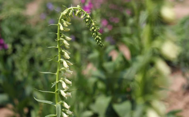 Digitalis Lutea Flowers Pictures