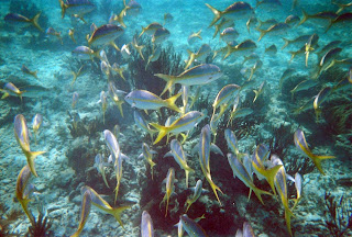 A school of white bodied and yellow tailed fish at the Belize Barrier Reef near Punta Maroma, Mexico.