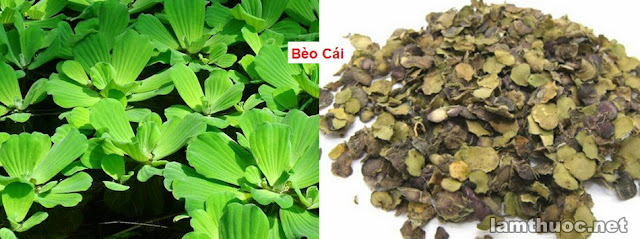 CÂY THUỐC TRỊ BỆNH THÔNG DỤNG - BÉO CÁI