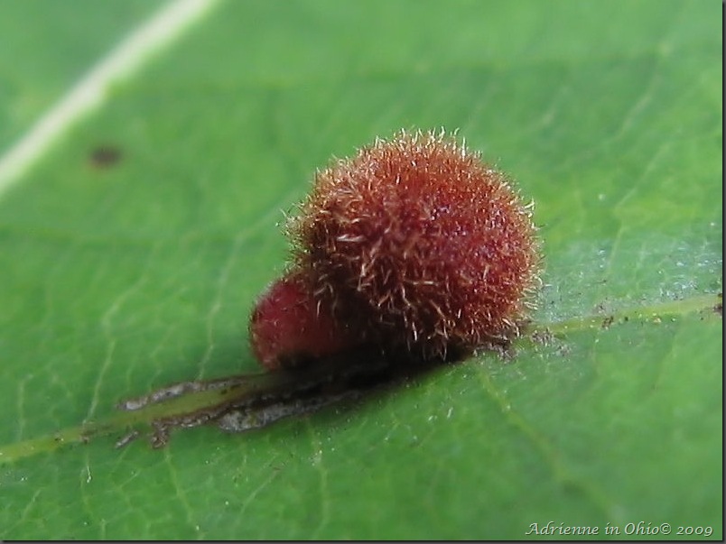 red fuzzy gall wasp puff - photo by adrienne zwart