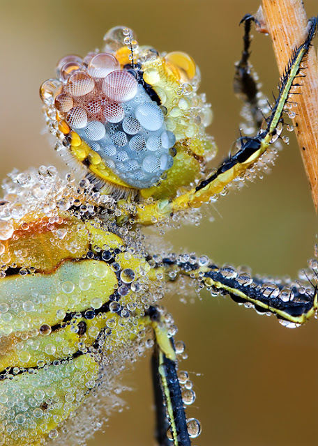 Macro Photography