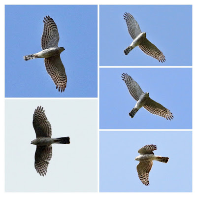 Eurasian Sparrowhawk