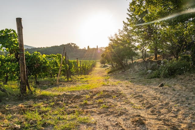 Image of the rolling hills and sun-drenched vineyards of the Chianti wine region, located just south of Florence.