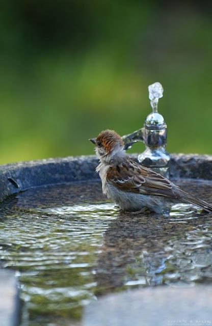 Cheerful birds in summer #5