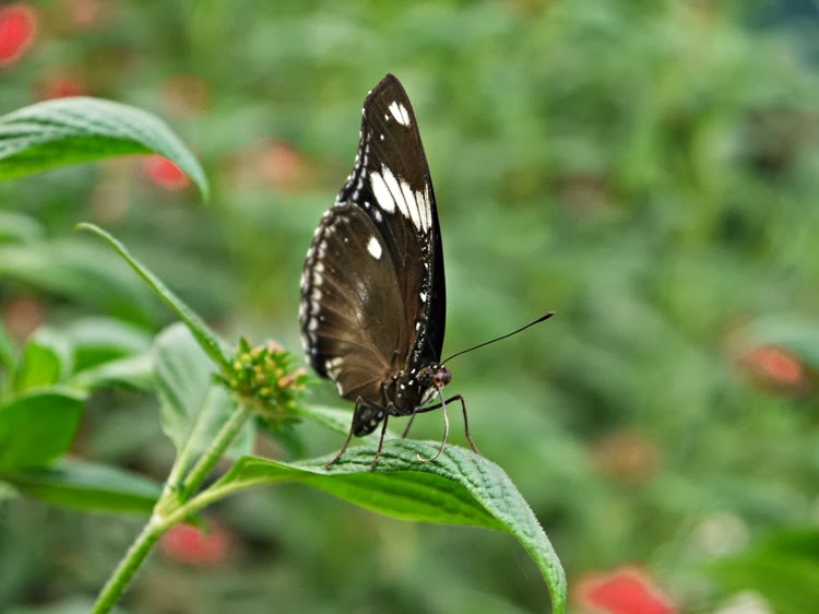 P1060061