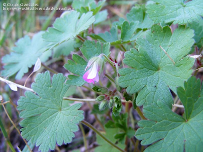 http://www.biodiversidadvirtual.org/herbarium/Geranium-rotundifolium-L.-img225233.html