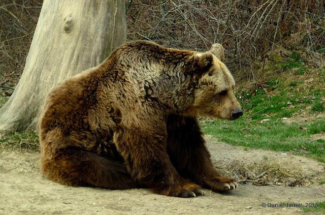 Libearty Bear Sanctuary, Brasov County, Romania