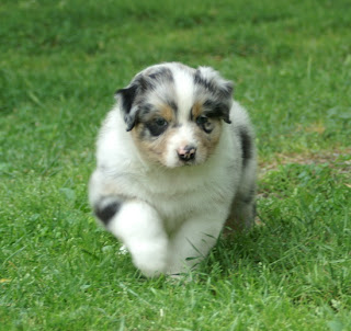 Australian Shepherd Puppy Pictures