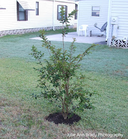 Miss Sandra Crape Myrtle - Southern Living Plant Collection